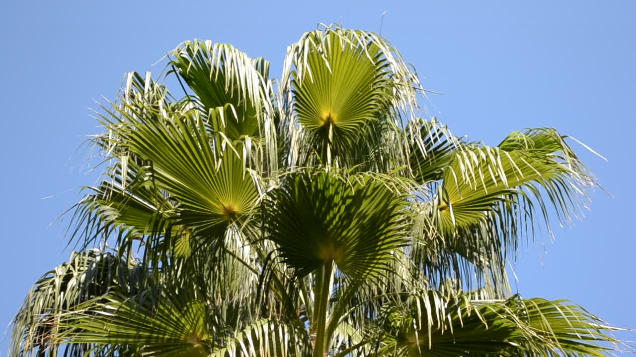 Palma