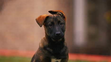 young belgian malinois looking at the camera with sad eyes isolated on blurred background