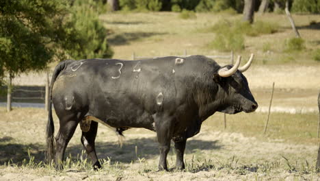 4K-Footage-Of-An-Angry-Bull