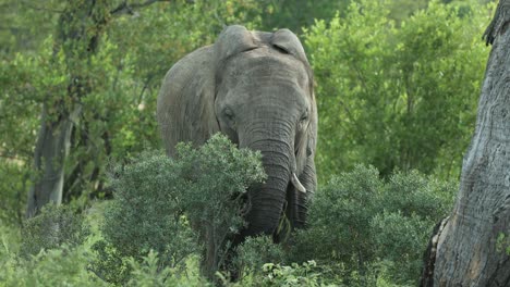 a female african elephant moving through the green shrubs while feeding with her calf in the background, greater kruger.