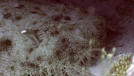 wobbegong shark head and eye very close up on coral reef in raja ampat