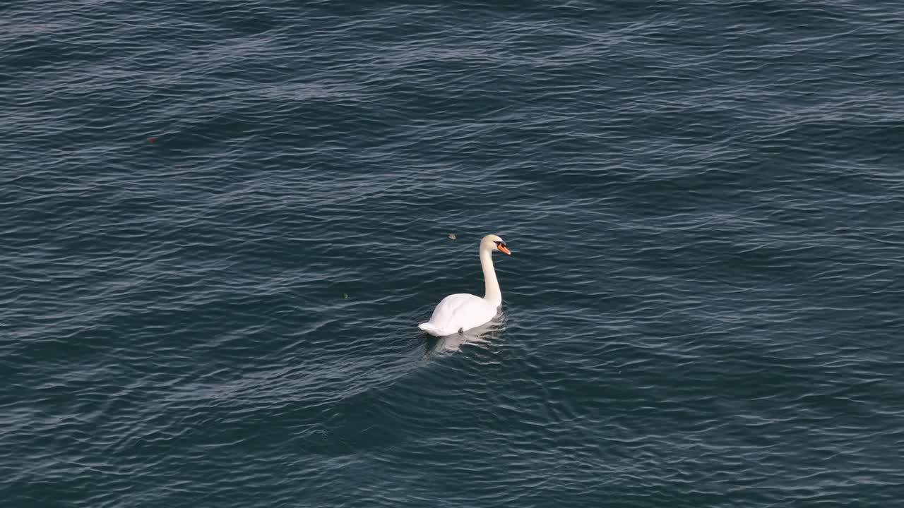 Swan swimming on turquoise water with ripples, serene nature wildlife scene on alpine lake