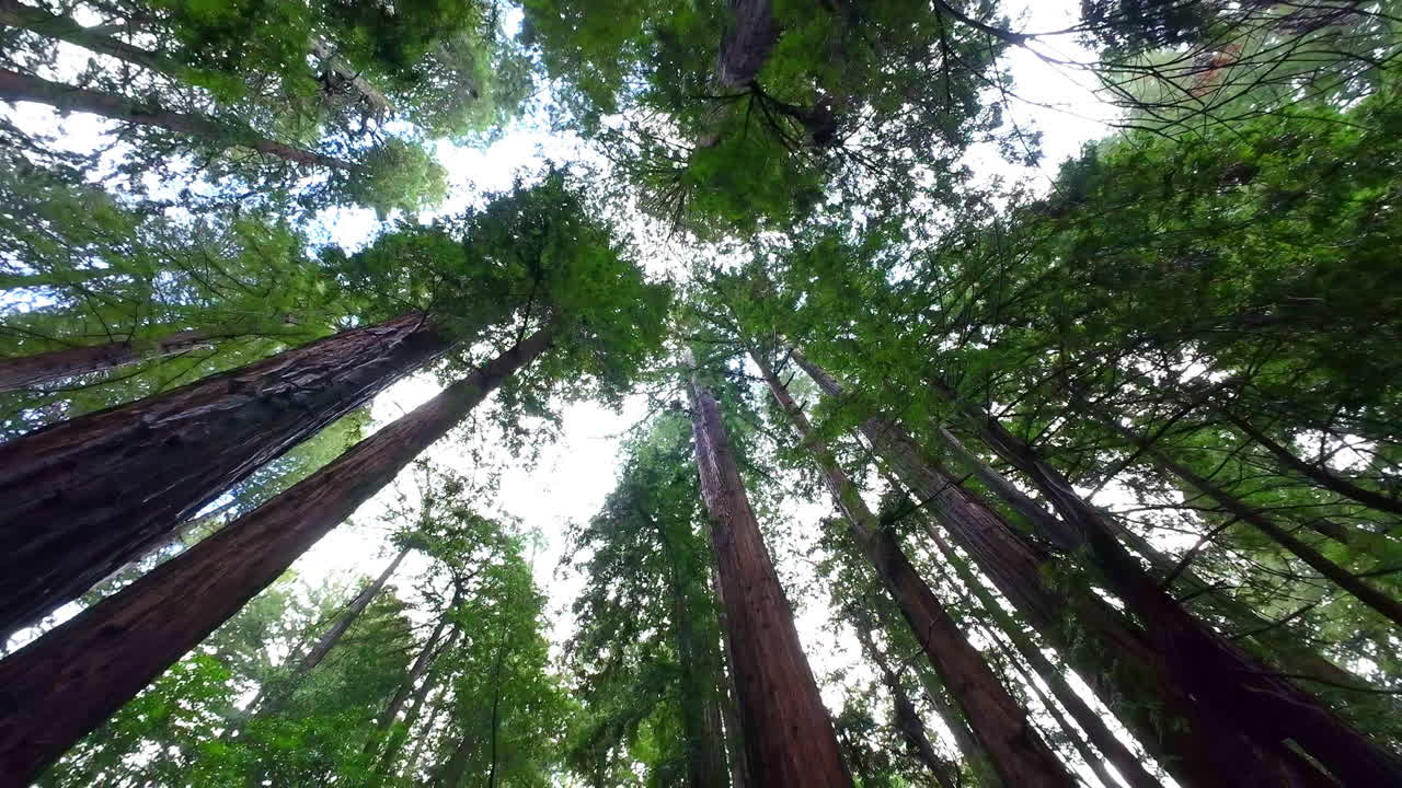 Prospettiva dalla cima degli alberi nella foresta, con il fogliame delle sequoie che si staglia contro il cielo