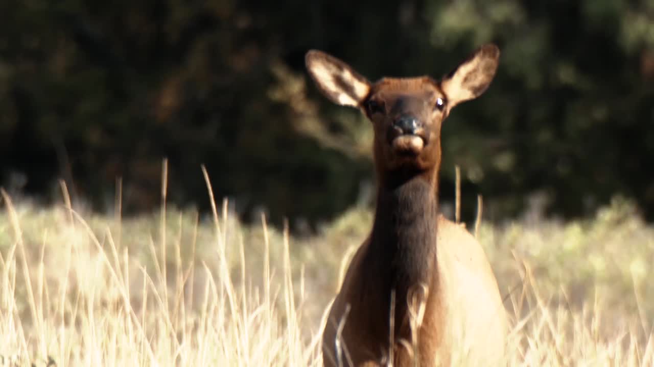 se ven alces pastando con sus terneros