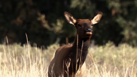 Se-Ven-Alces-Pastando-Con-Sus-Crías