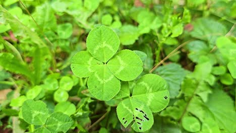 macro shot of grass and clovers with a four-leaf clover gently moving in the wind