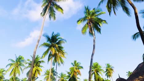 Sehr-Schöner-Tropischer-Strand-Aus-Weißem-Sand-Mit-Kokospalmen-Und-Strohhaus-Auf-Der-Insel-Sansibar