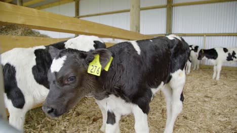 a curious calf comes to inspect the camera