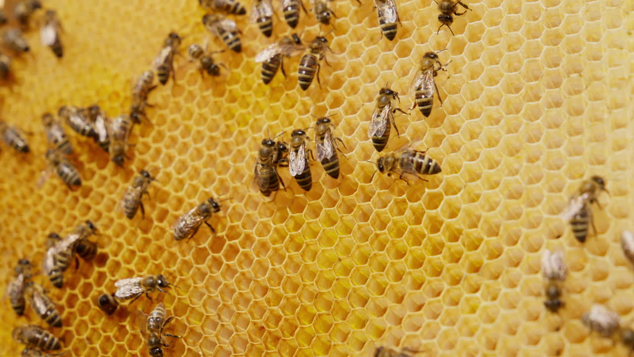 Light yellow wax cells created by bees for storing honey. Some insects walking over the frame. Close up. Blurred backdrop.