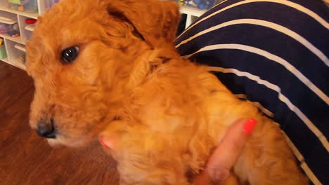 imágenes de 4k de un goldendoodle f1b de 6 semanas de edad siendo abrazado