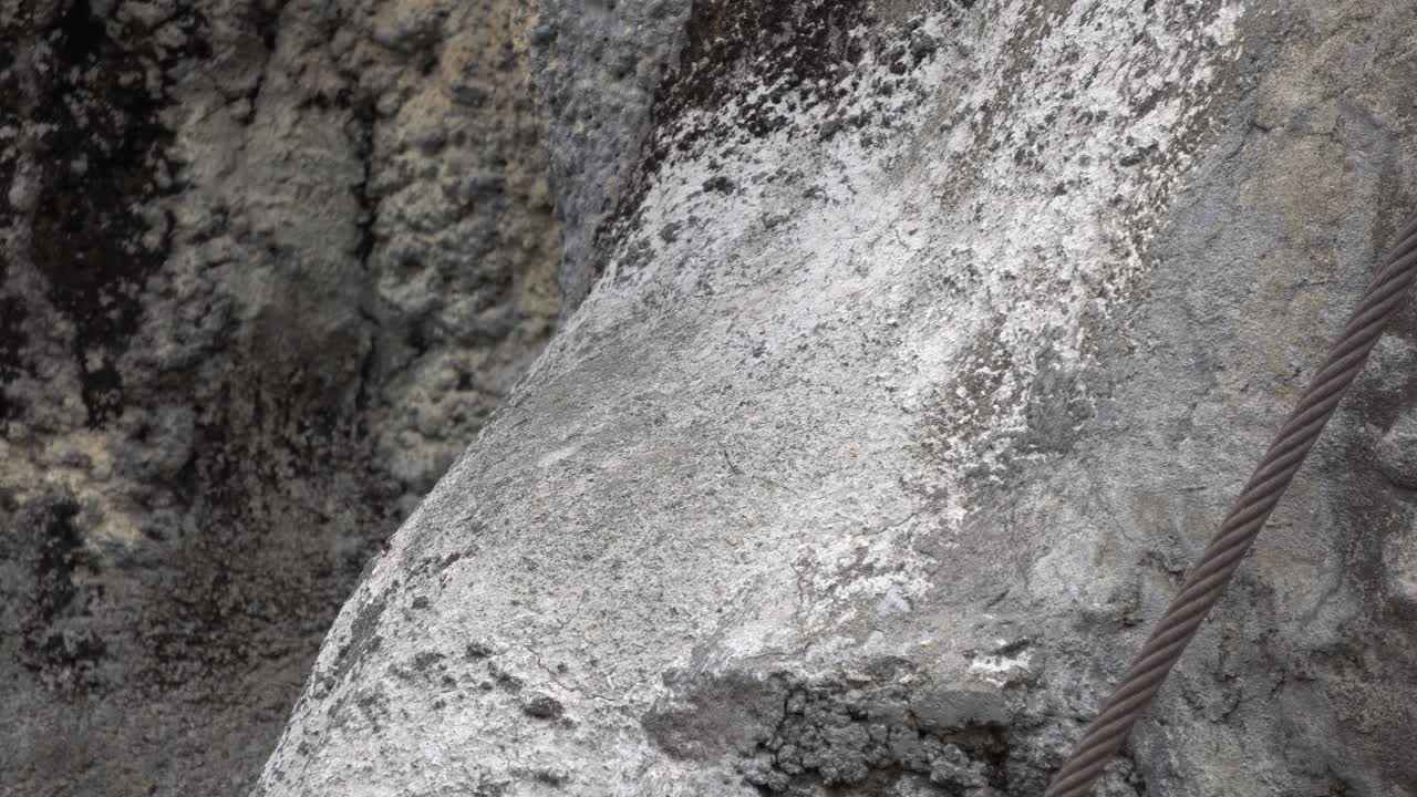 다람쥐 원숭이가 사과 조각을 먹은 다음 멀리 이동 - 클로즈업, 정적 샷