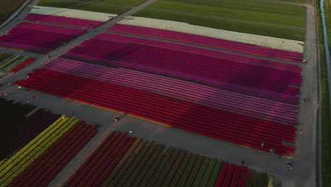 Aerial-view-rising-in-front-of-a-colorful-tulip-plantation,-during-sunset