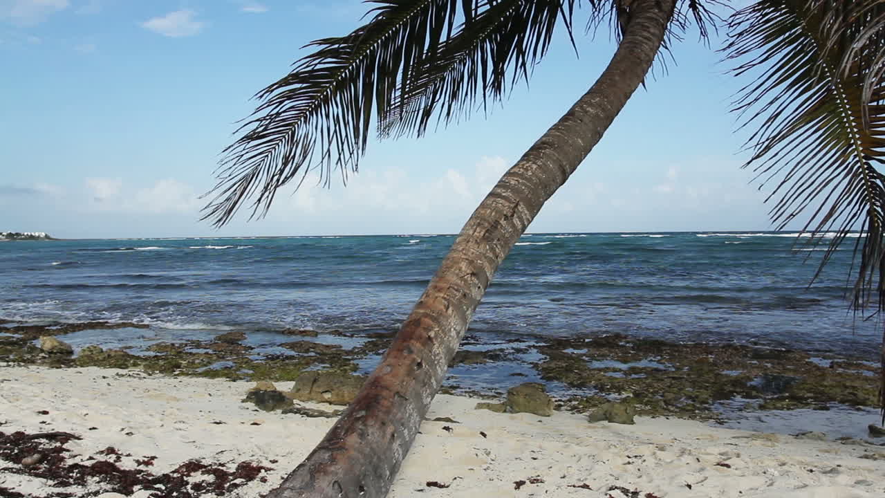 Palm Tree on Beach 01