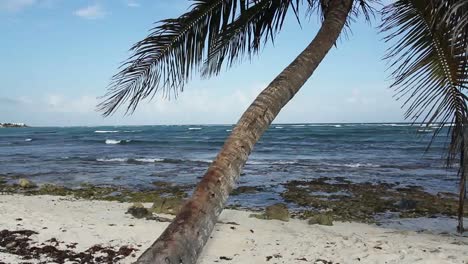 Palmera-en-la-playa-01