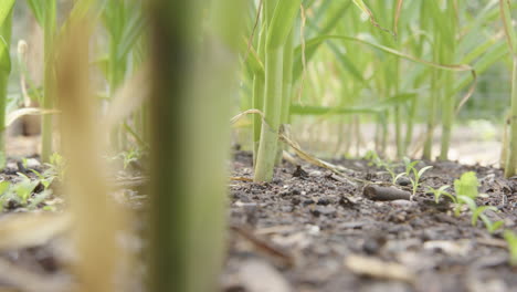 garlic and parsnip seedlings growing in fertile vegetable bed, low tracking shot