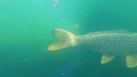 koi fish gracefully gliding in a green pond.