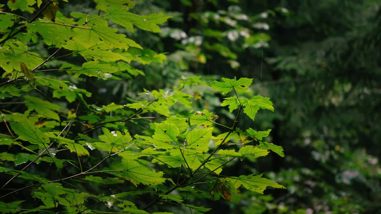 primer plano de hojas verdes en un bosque