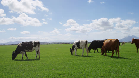 cattle grazing in the farm 4k