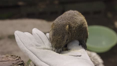 japanese tree squirrel eating from hand