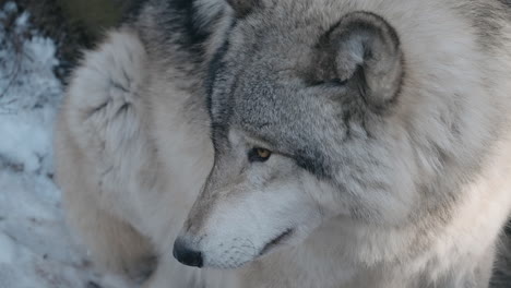 Lobo-Gris-En-El-Invierno-Salvaje---Primer-Plano