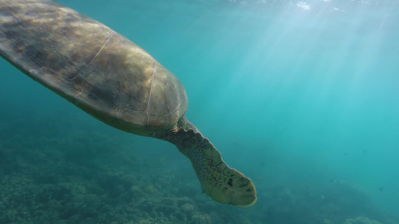 바다에서 빛으로 헤엄치는 놀라운 거북이 - 오스트레일리아