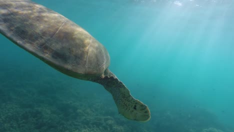 increíble tortuga nadando con rayos de sol en el océano. australia