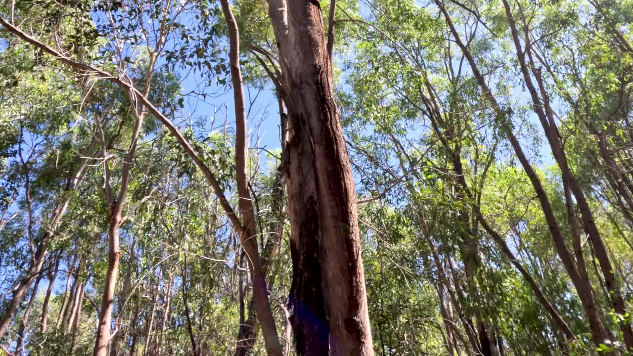 은 파란 하늘 아래 높은 유칼립투스 나무