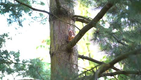 squirrel sitting in a pine tree and eating