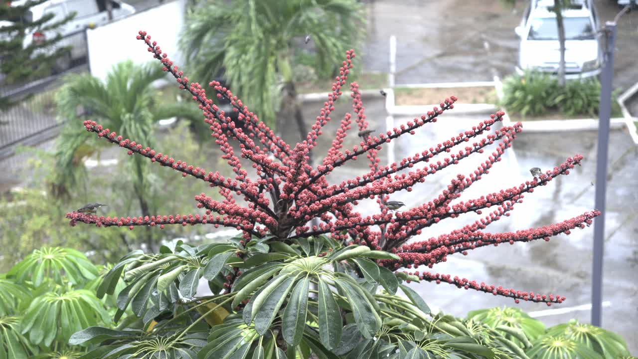 비가 오는 도시 환경에서 아라리아세이 꽃에서 을 모으는 콜리브리스