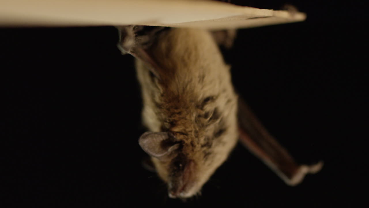 un murciélago marrón aislado sobre fondo negro