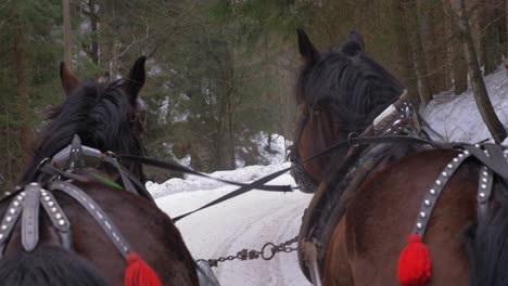 close shot of two cart horses rumps pulling a sleigh on a snow in a forest