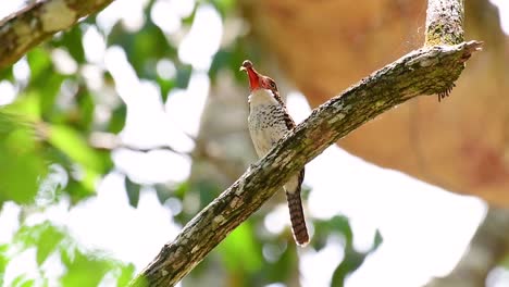 Un-Martín-Pescador-De-árboles-Y-Una-De-Las-Aves-Más-Hermosas-Que-Se-Encuentran-En-Tailandia-Dentro-De-Las-Selvas-Tropicales