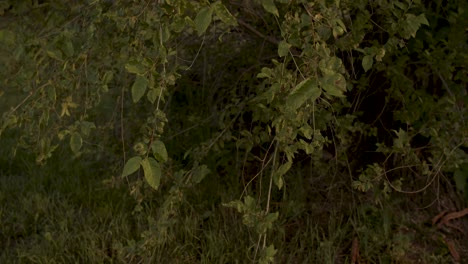 Smooth-closeup-and-upward-pan-camera-movement-from-an-apple-tree-canopy-and-its-leaves