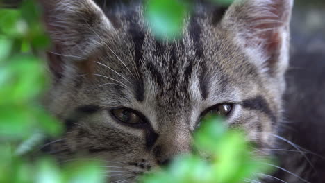 tabby kitten looks out from behind foliage.
