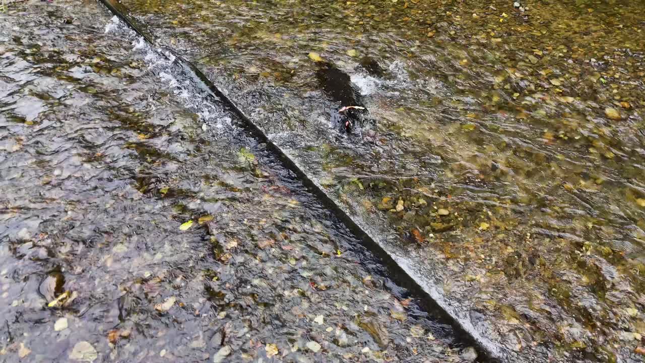 A serene river flows over pebbles, captured in natural light, showcasing gentle water movement in a tropical setting