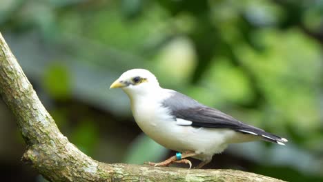 Black-winged-myna,-acridotheres-melanopterus-perched-on-tree-branch-amidst-the-forest,-wondering-around-its-surroundings,-spread-its-wings-and-fly-away,-close-up-shot-of-an-endangered-bird-species