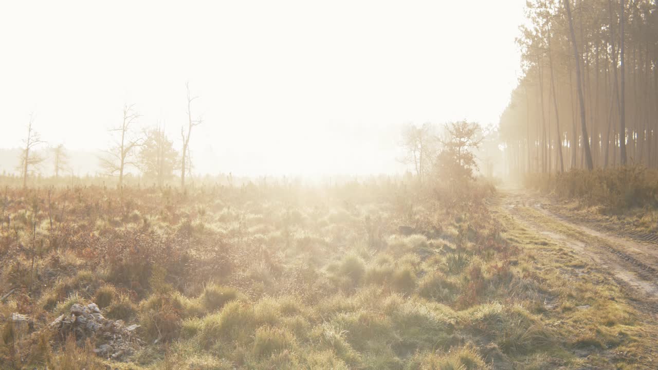 Morning lights trough the forest.
