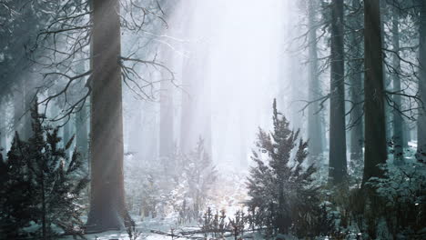winter foggy beech and spruce forest scene