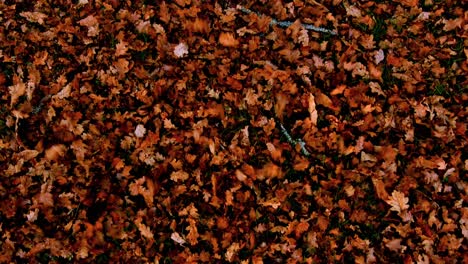 looking down at beautiful autumn leaves on the ground being blown forward