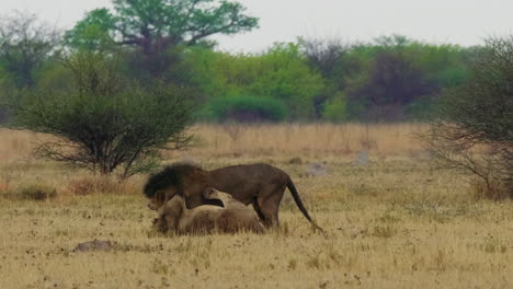 Leones-Africanos-Peleando-En-El-Campo-De-Hierba-En-Botswana,-Sudáfrica