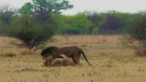 african lions fighting on the grass field in botswana, south africa