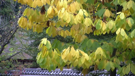 yellow deciduous tree leaves in autumn