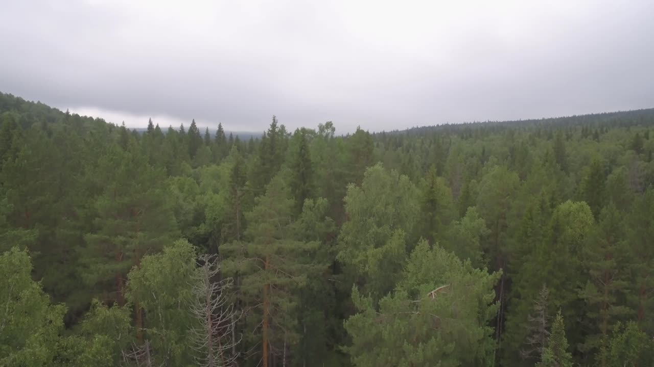 Metsä ilmakuva