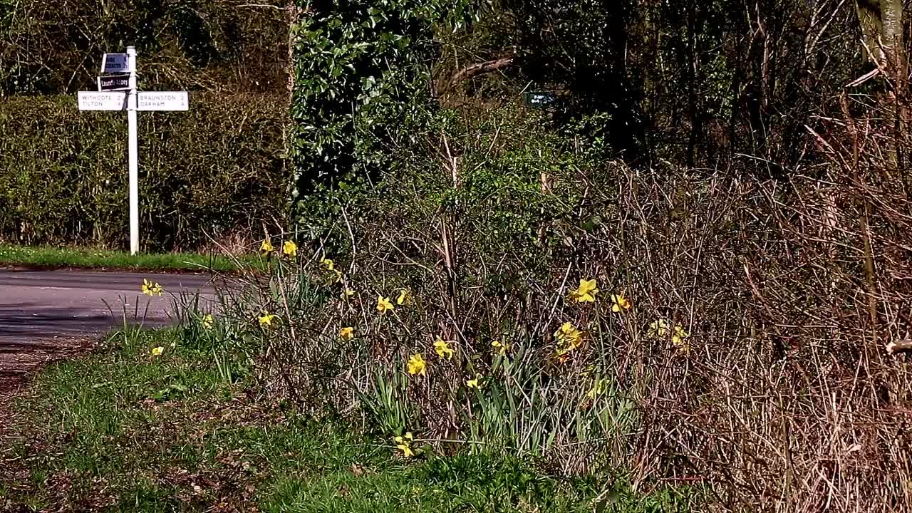 Påskeliljer vokser på en græskant langs vejen om foråret.
