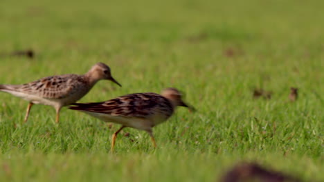 Buff-breasted-Strandläufer-Nahaufnahme-Auf-Nahrungssuche-Im-Kurzen-Gras