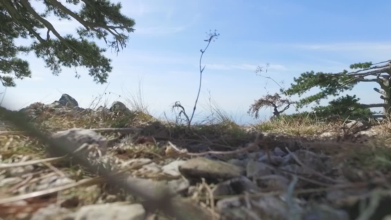 소나무 와 바위 지대 가 있는 산 경관