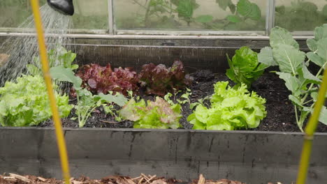 watering salad in the vegetable garden homegrown eco veggies slow motion