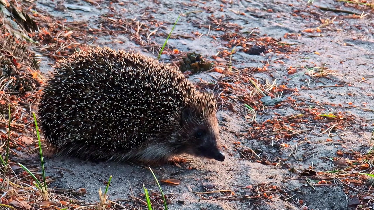 Europäischer Igel Erinaceus europaeus, Wildtier, Säugetier, Nahaufnahme.
