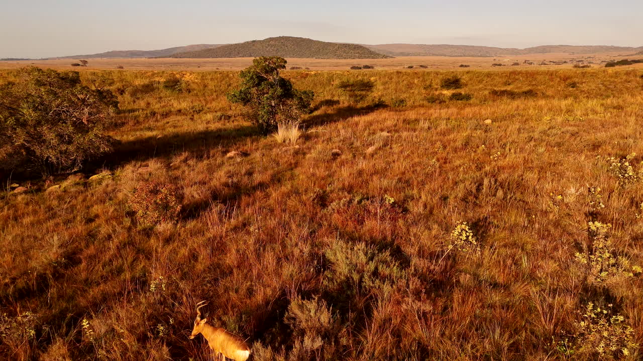 Lunghe ombre di antilopi alcelafo all'alba nella savana, ripresa aerea con drone in tilt-up.