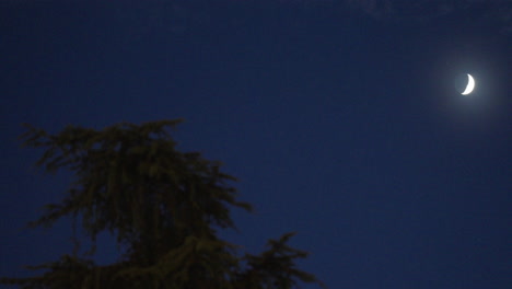 crescent moon over trees at night